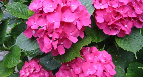 111-1187_IMG.JPG
