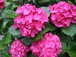 111-1187_IMG.JPG