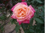 PB010300.JPG