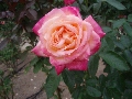 PB010300.JPG