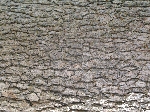 IMG_3025.JPG